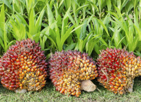 Palmöl – Zahlen, Daten und Fakten