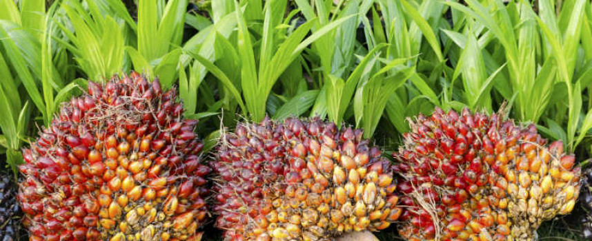 Palmöl – Zahlen, Daten und Fakten