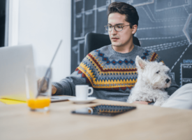 Hund am Arbeitsplatz: Dürfen Tiere mit ins Büro?