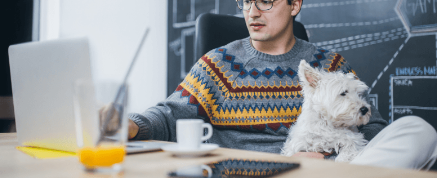 Hund am Arbeitsplatz: Dürfen Tiere mit ins Büro?